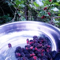 Organic mulberries