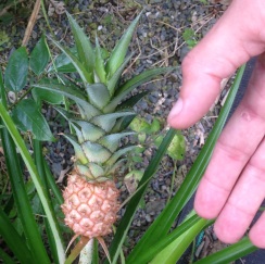 Tiny pineapples at Whyanbeel Aboretum